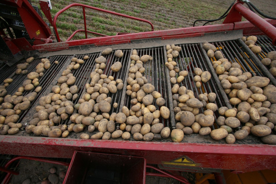 Semi-trailed potato harvester PT25