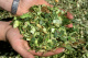 Pull-type forage harvester FT40